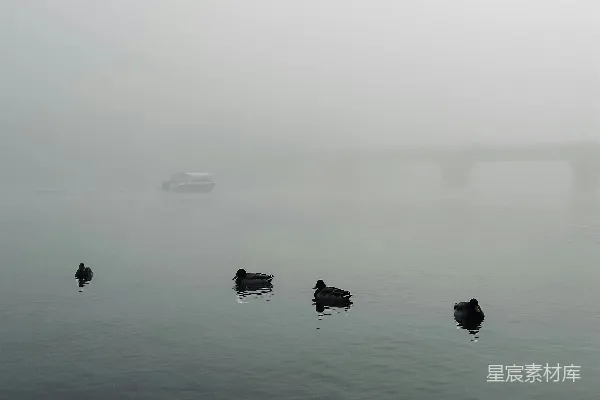 高清摄影 一群鸭子在水体中游泳