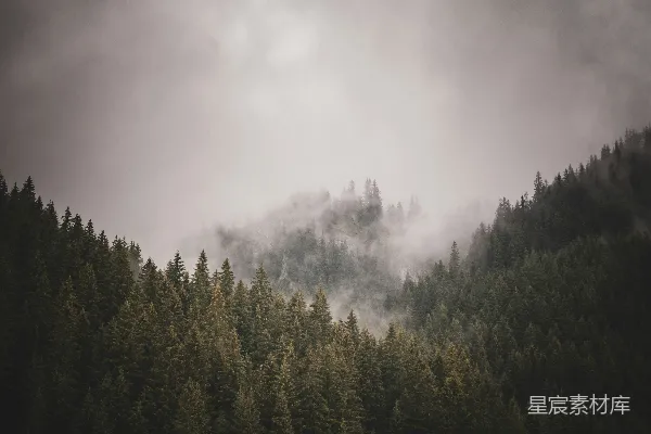 高清摄影 一棵树的森林