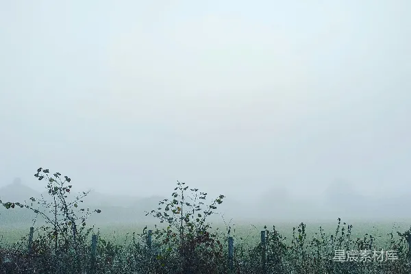 高清摄影 绿草 fields 淹没在 雾中