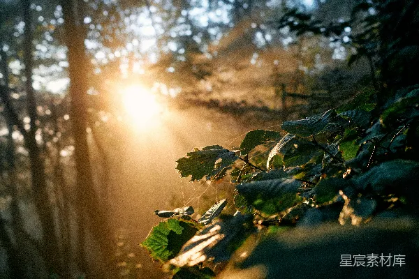 高清摄影 白天的绿叶