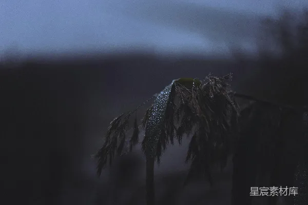 高清摄影 叶片的特写