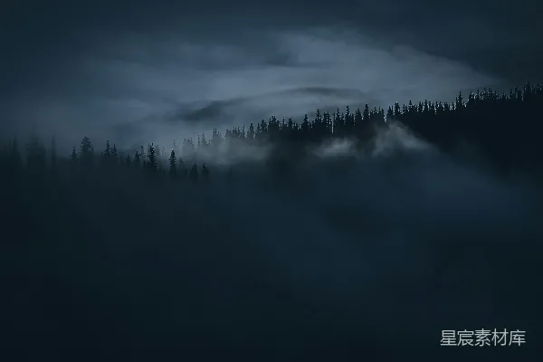 高清摄影 树的轮廓摄影