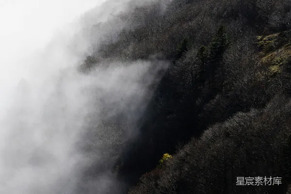 高清摄影 山中雾气弥漫，背景是树木。