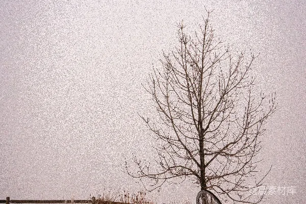 高清摄影 雪原中一棵孤树