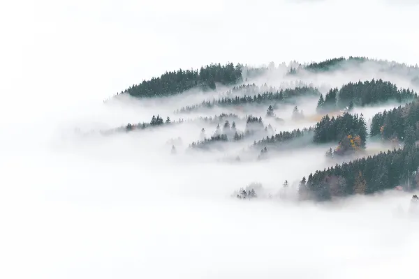 高清摄影 雾中的树