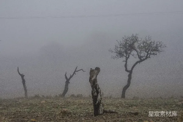 高清摄影 无叶树旁的褐色草 fields