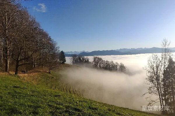 高清摄影 绿草地上有树和雾气