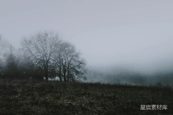 高清摄影 绿地上树木的风景摄影