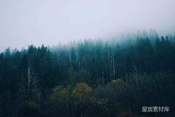 高清摄影 有雾的森林