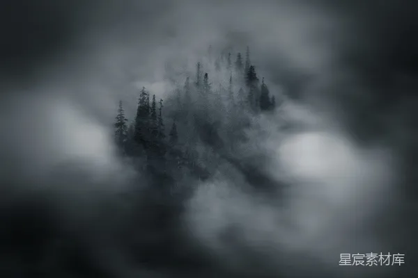 高清摄影 一幅黑白照片中的雾中森林