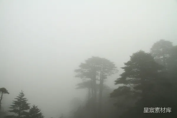 高清摄影 浓雾笼罩着森林中高大的树木，营造出一种神秘的氛围。
