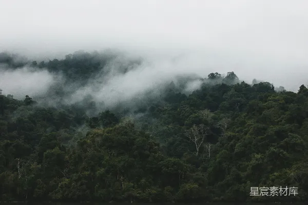 高清摄影 一片树林