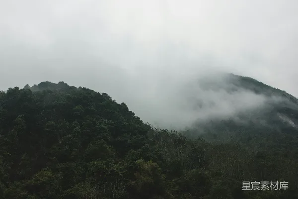 高清摄影 带雾的森林
