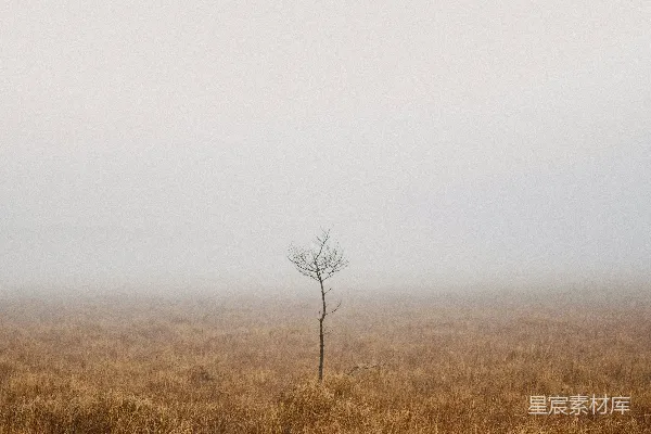 高清摄影 枯树下的棕色草 fields with a leafless tree on a brown grass field