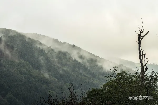 高清摄影 山间白天的绿树