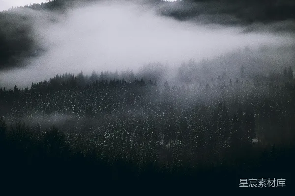 高清摄影 一片被雾和低垂的云层覆盖的森林
