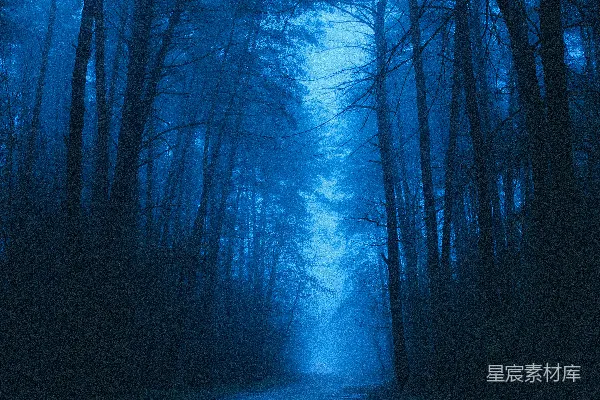 高清摄影 森林中一条黑暗的道路