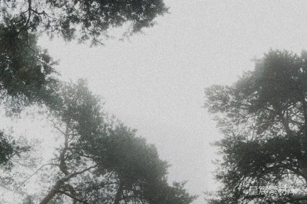 高清摄影 雾中树木