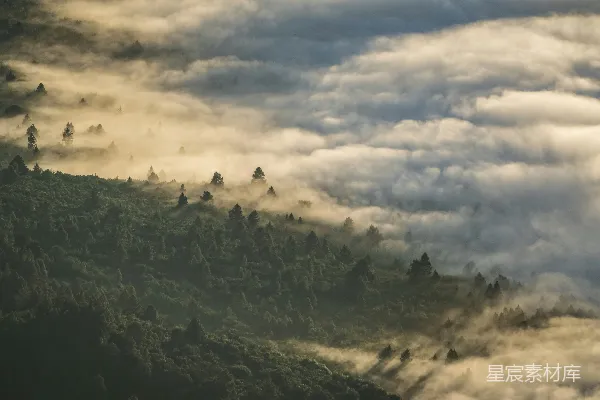 高清摄影 森林里的树木
