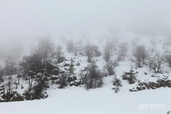高清摄影 覆盖着白雪的山坡上有树木。