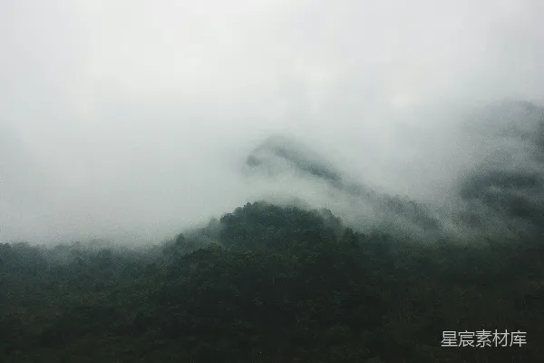 高清摄影 雾中的森林，树木