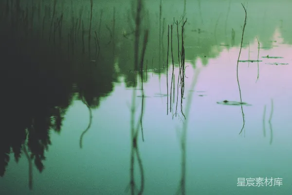 高清摄影 水边绿叶树木