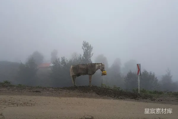 高清摄影 棕色马在白天的棕地上