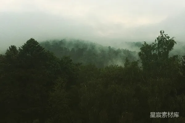 高清摄影 绿叶树木