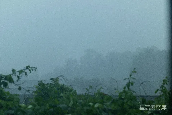 高清摄影 蒙蒙细雨洒落满树，远处弥漫着轻雾。