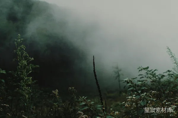 高清摄影 绿树笼罩着薄雾