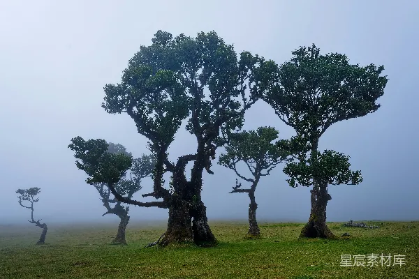 高清摄影 一群站在草地上的树