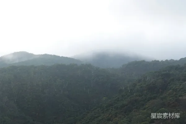 高清摄影 一幅郁郁葱葱的山坡被薄雾覆盖着的画面