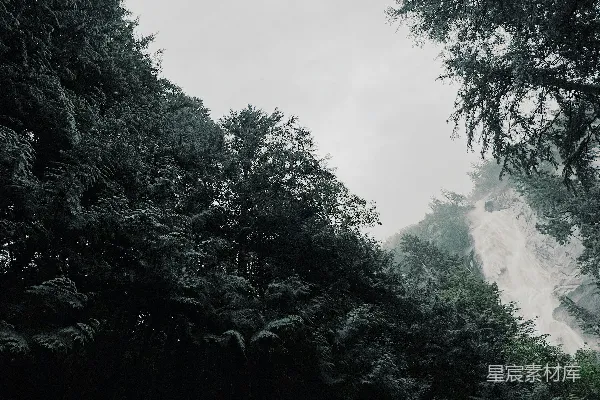 高清摄影 一棵树的森林