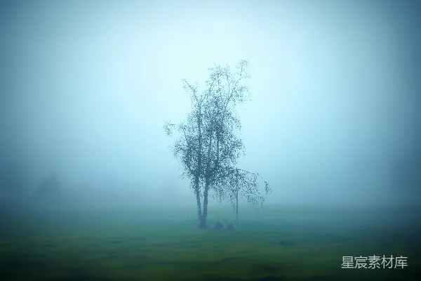 高清摄影 一片雾气笼罩的田野，前景中有一棵树。