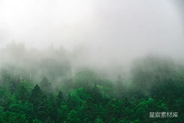 高清摄影 雾气覆盖的绿树