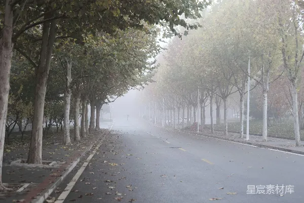 高清摄影 一条夹道种植树木的道路
