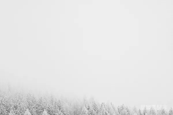 高清摄影 白天树木覆盖着白雪