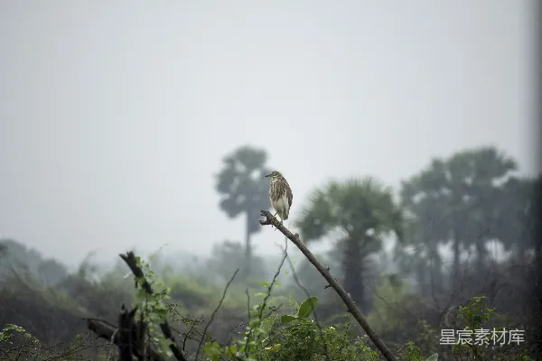 高清摄影 白天棕色鸟在树干上