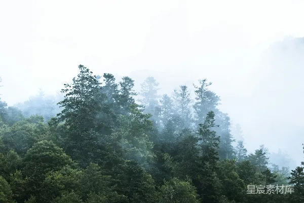 高清摄影 充满树木的雾林