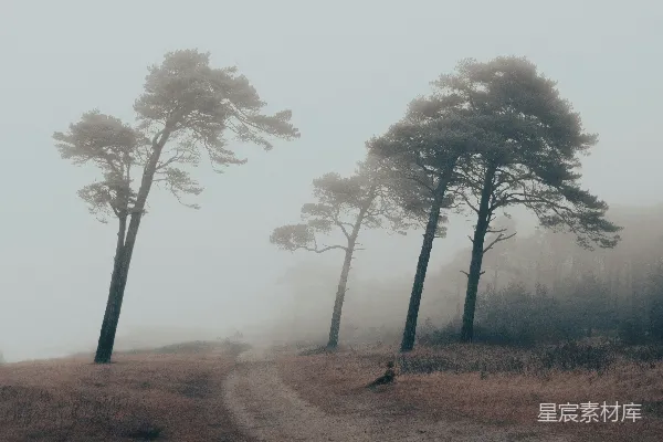 高清摄影 两边长满树木的小路