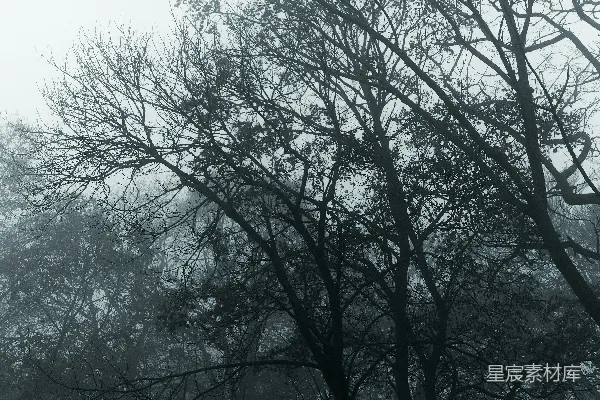 高清摄影 一幅黑白照片中的树木在雾中