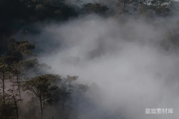 高清摄影 前景有树木的雾中森林