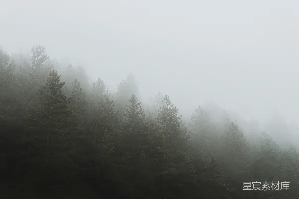 高清摄影 雾中的森林，树木