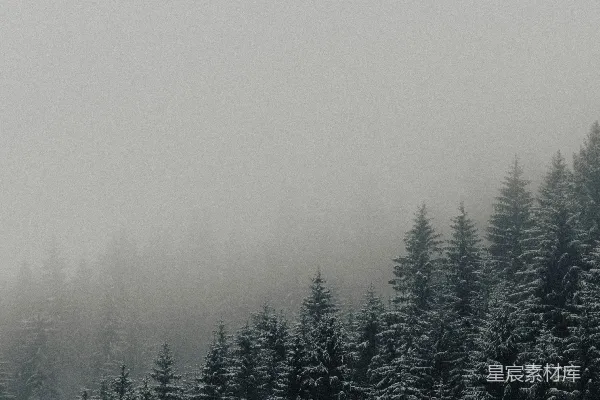 高清摄影 覆盖着白雪的绿松树