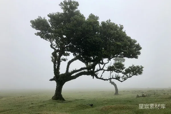 高清摄影 田野里的树