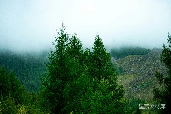 高清摄影 前景中有树木，背景是雾霭的山景