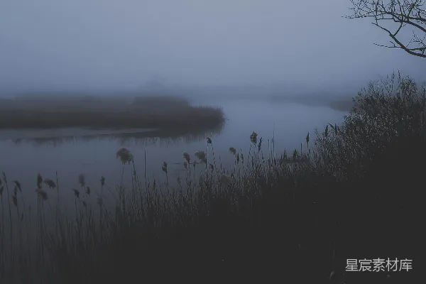 高清摄影 环绕着高草的水域