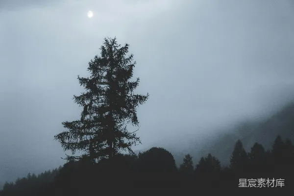 高清摄影 树影下的月亮