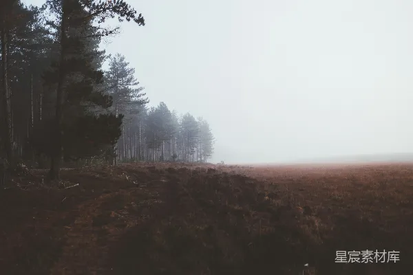 高清摄影 棕色草地上有绿色树叶的树木附近