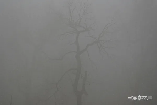 高清摄影 山间一树在雾中的一缕孤影